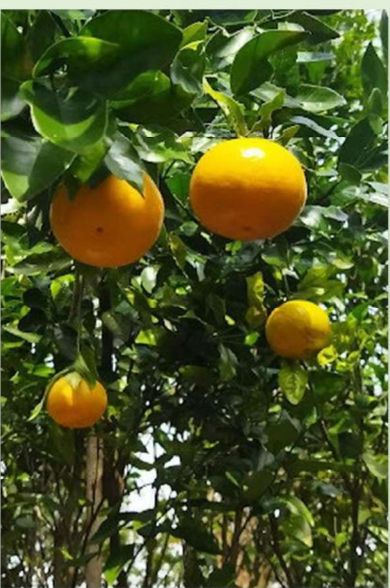 Jeruk di pohon kebun mitra