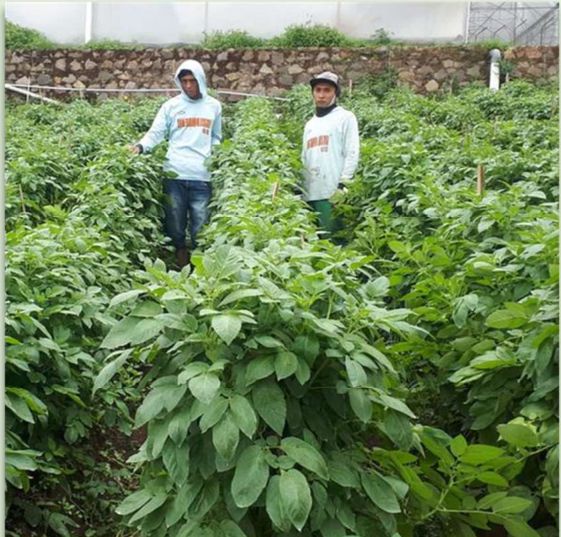 Petani di kebun mitra Jawa Barat
