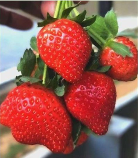 Stroberi hasil kebun mitra
