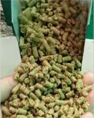 Pelet pakan ternak dari olahan maggot