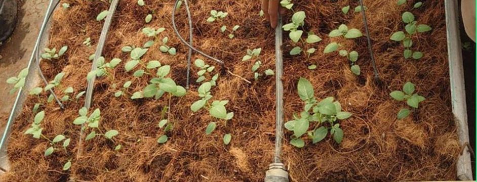 Uji coba pupuk organik cair pada bibit